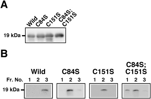 Figure 1. Heparin binding activity of point-mutated FGF4 derivatives with conversions of cysteine to serine residues. (a) Expression of FGF4 derivatives (Mr 19 kDa) in E. coli. Supernatants of E. coli cell lysates were analyzed by western blotting using an anti-FGF4 antibody. FGF4L was regarded as a wild-type (Wild). Single-cysteine-mutated FGF4L(C84S), C84S; single-cysteine-mutated FGF4L(C151S), C151S; double-cysteine-mutated FGF4L(C84S;C151S), C84S;C151S. (b) Elution profiles of FGF4 derivatives using 0.92 mol/L NaCl with heparin column chromatography. Supernatants of E. coli cell lysates were applied to heparin column chromatography. FGF4 derivatives retained on the column were eluted with increasing concentrations of NaCl and fractionated at 2 mL/tube. FGF4 derivatives in aliquots of proteins in the respective eluates using 0.92 mol/L NaCl were detected by western blotting. Fraction No. 1 in eluates using 0.92 mol/L NaCl corresponded to sequential fraction No. 31 from chromatography. Fr. No., fraction number.