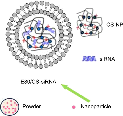 Figure S1 The schematic diagram of the powdered siRNA delivery system.Notes: The CS-siRNA was coated by an E80 lipid to form E80/CS-siRNA nanoparticle. The nanoparticles were then loaded into powders.Abbreviations: CS, chitosan; E80, Lipoid E80; NP, nanoparticle; siRNA, small interfering RNA.