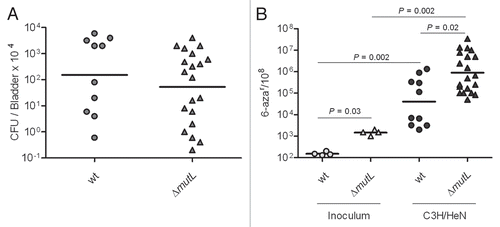 Figure 4 MMR is not suppressed or saturated during UTI. (A) Infection rates (CFU/Bladder × 104) of UTI89 and UTI89 ΔmutL strains. (B) Mutation frequencies per 108 cells measured for 6-azar marker.