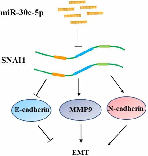 Figure 11. A schematic model of miR-30e-5p targeting SNAI1 to regulate EMT on pancreatic cancer.
