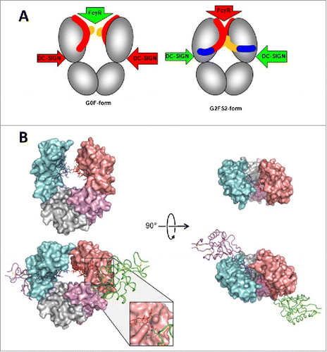 Figure 4. A proposed allosteric model for Fc effector function regulation through sialylation. (A) Schematic of the blockade of FcγR binding as a result of sialylation-induced conformational changes within the Fc. The G0F-Fc maintains an “open” conformation (left) that allows FcγR binding, whereas the fully sialylated G2FS2 (blue) interacts with the CH2 domain to induce a “closed” conformation that prevents FcγR binding while revealing the binding site for DC-SIGN. DC-SIGN is an alternative cellular receptor responsible for anti-inflammatory responses (please refer to the article for details). (B) The “open” crystal front (upper left) and top (upper right) view of the G0F-Fc and the “closed” crystal front (lower left) and top (lower right) view of the G2FS2-Fc with DC-SIGN bound. Figure reproduced fromCitation82 with permission from PNAS.