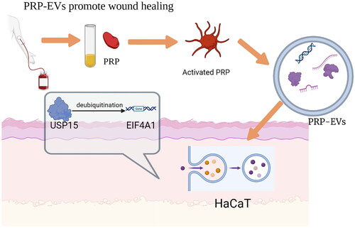 Figure 2. USP15 is one of the major mRNAs in PRP-EVs that can be taken up by HaCaT and subsequently deubiquitinates EIF4A1, which then accelerates re-epithelialisation and promotes wound healing.