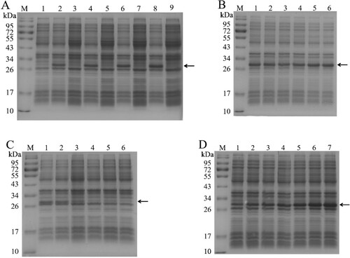 Figure 1. SDS-PAGE analysis of the recombinant tαS1-CN under different induction conditions. (A) With or without IPTG. M: markers; lanes 1, 3, 5, 7, and 9: incubation without IPTG for 0, 2, 3, 4, and 5 h, respectively; lanes 2, 4, 6, and 8: induction with IPTG for 2, 3, 4, and 5 h, respectively. (B) Induction with different IPTG concentrations for 4 h at 37°C. M: markers; lanes 1–6: induction with 0.1, 0.3 0.5, 0.7, 1, and 1.3 mM IPTG, respectively. (C) Induction with 0.1 mM IPTG for 4 h at different temperatures. M: markers; lanes 1–6: induction at 37, 34, 30, 27, 23, and 20°C, respectively. (D) Induction with 0.1 mM IPTG at 37°C for different times. M: markers; lanes 1–6: induction for 2, 3, 4, 5, 6, 8, and 10 h, respectively. The recombinant tαS1-CN band is indicated by arrow.