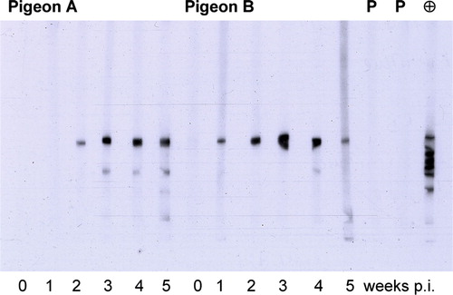 Figure 3.  PiCV-specific reactivity of pigeon sera using purified rCapPiCV (EL) in western blot analysis. Sera of two pigeons at different time points after PiCV infection; in addition, two psittacine birds infected with BFDV were tested (P). As positive control the α-His antibody was included (⊕). Reactivity is shown after an exposure time of 10 sec. p.i., post infection.