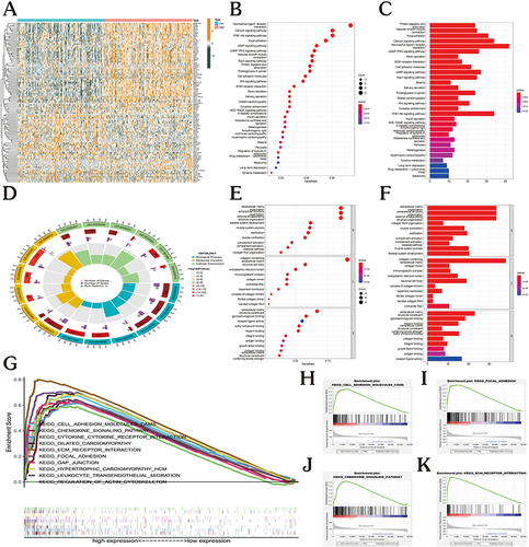 Figure 6 Functional analysis of GPR176 in GC. (A) Heatmap of differential genes in GPR176-high and GPR176-low expression groups. (B and C) KEGG enrichment analysis of GPR176. (D–F) GO function annotation of GPR176. (G-K) GPR176 gene set enrichment analysis.