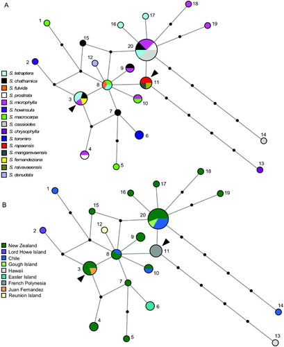 Figure 2 Median-joining haplotype networks for the chloroplast haplotypes of Sophora sect. Edwardsia indicating (A) species and (B) geography. The size of each circle is proportional to haplotype frequency. Solid circles correspond to missing intermediate haplotypes. The two possible positions of the root, where the outgroup S. tomentosa joins the network, are indicated by arrows.