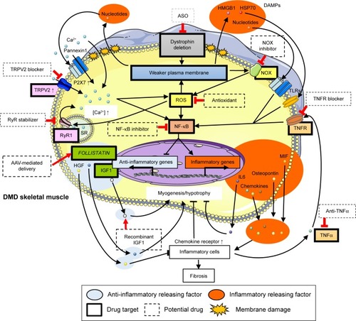 Figure 2 Overview of inflammatory mechanism in DMD muscles and related potential drugs.