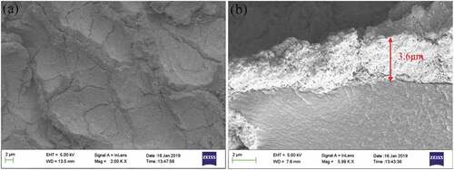 Figure 6. The images of SEM. (a) surface electrode layer; (b) cross-sectional electrode layer.