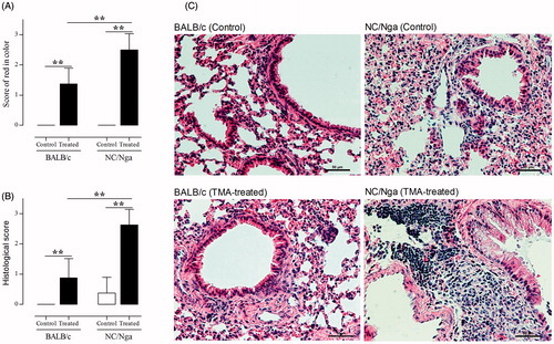 Figure 1. Effects of inspiratory TMA induction on lung appearance and lung tissue. (A) Score of red color in the lungs. Grade was determined by semi-quantitative examination (0 = no change, 1 = weak, 2 = moderate, 3 = severe changes). Data shown are means ± SD (n = 8/group). (B) Histological scores of hematoxylin–eosin-stained lung sections. Data were evaluated in blinded manner for measures of cell influx and edema using a semi-quantitative scoring approach (0 = no influx, no edema; 1–3 cell layers = high influx, prominent edema). Data shown are means ± SD. (C) Representative histological features with hematoxylin–eosin-stained sections in each group. The histological features of the BALB/c (control and TMA-treated) and NC/Nga (control group) mice shown had a score = 0, while those histological features of the NC/Nga (TMA-treated) mouse shown had a score = 3. Values significantly different from control group, or between TMA-treated NC/Nga mice and TMA-treated BALB/c mice (**p < 0.01).