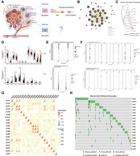 Figure 1 Expression variation of connexins. (A) pattern map shows the molecular regulatory mechanism of connexins and their potentially important regulatory role in EMT of tumor/non-tumor cells. (B) Connexins with neighboring genes showing physical interactions, co-expression, co-localization, predicted common pathways, genetic interactions, and common protein domains. (C) The correlation between the 11 connexins in CRC and important cancer associated signaling pathways. The solid line represents activation and the dashed line represents inhibition. (D) Differential expression of connexins between CRC and paired normal tissues. (E) Relationship between CNVs, DNA methylation and connexins expression. Red indicates positive correlation; blue indicates negative correlation. The deeper color indicates a larger correlation index. The bubble size indicates the FDR. (F) The correlation between CNVs, DNA methylation of the 21 connexins and CRC patients’ survival including DFI, DSS, OS, PFS. Red shows a positive correlation and blue shows a negative correlation. The darker color indicates a larger correlation index. Bubble size indicates the FDR. (G) Correlation between expression levels of connexins, red represents positive correlation, blue represents negative correlation, and shades of yellow indicates the P values. (H) Mutation frequency of 21 connexins in 620 patients with CRC in the TCGA-COADREAD cohort. Each column represents an individual CRC patient. (*P < 0.05, **P < 0.01, ***P < 0.001).