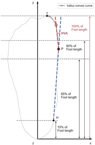 Figure 1. The measurement of hallux valgus angle (HVA) from a 3D foot scan outline. The gray curve is the hallux convex curve, with cross markers being the vertices on the convex curve. The baseline is shown in blue, while the hallux medial line is shown in red. HVA is measured as the angle between these two lines.