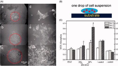 Figure 7. (A) Schematic representation of SPL201 cell on the cross-linked polymer disk. (B) Morphology (a-c × 25;d-f, ×200) of SPL201 cells on the cross-linked disks 7 days after seeding. (a) PCLF, (b) PPF/PCLF (25%), (c) PPF/PCLF (50%), and (d) tissue culture polystyrene (TCPS). (C) MTS absorption of SPL201 cells on the cross-linked disks of PCLF and PPF/PCLF (25%) and (50%) relative to cell-seeded TCPS as positive (+) control and empty TCPS as negative (−) control. (p < 0.05 between PPF/PCLF (50%) and PCLF, PPF/PCLF (25%)).