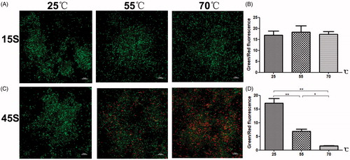 Figure 8. The effects of temperature on BCG viability. Bacterial viability was observed after treatment at different temperatures for (A) 15 s and (C) 45 s. Cells were SYTO 9 (green) and PI (red) double-stained and viewed under a laser scanning confocal microscope (×100). (B), (D) The percentage of viable cells (green) was calculated as the intensity of the green emissions divided by that of the red emissions. The intensities of 10 randomly-selected fields of view per sample were determined (*p<.05, **p<.01).