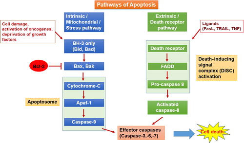 Figure 1. Pathways of apoptosis: Intrinsic and Extrinsic.