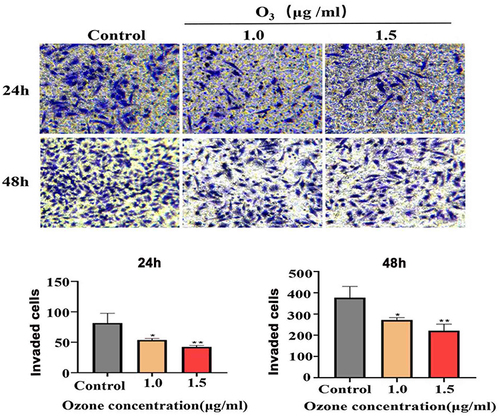 Figure 3 Ozonated water suppresses BELL7402 cells invasion. Representative images and quantification of BELL7402 cells in Transwell assay with matrigel, ×200;. *P<0.05, **P<0.01, n=3.