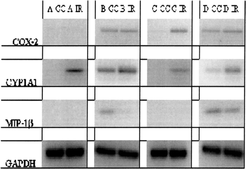 FIG. 3 Photograph of RT-PCR for COX-2, CYP1A1, MIP-1β, and GAPDH expression in U937 cells treated with 1 μ M indirubin-3′-monoxime under four different regimens. Regimen A, U937 cells treated with indirubin-3′-monoxime (IR) or carrier control (CC); Regimen B, effects of indirubin-3′-monoxime (IR) and carrier control (CC) on PMA-differentiated U937 cells; Regimen C, effects of indirubin-3′-monoxime (IR) and carrier control (CC) on PMA-induced differentiation of U937 cells; and Regimen D, effects of indirubin-3′-monoxime treatment (IR) and carrier control (CC) on differentiated and LPS-activated cells.