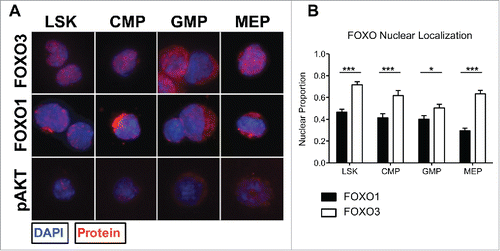 Figure 2. FOXO3 is significantly more active than FOXO1 based on nuclear localization within each HSPC population. (A) Using the same sorting strategy as in 1A (bottom), each population was cytospun and fixed onto slides for immunofluorescence analysis of FOXO1 or FOXO3 subcellular localization. Representative immunofluorescence images displaying FOXO1, FOXO3, or pAKT in red and counterstained with DAPI to delimit the nucleus, shown in blue. Columns separate each population and rows separate protein examined. (B) Thirty to 40 cells per population were quantified over 3 independent experiments. Nuclear localization was determined by proportion of total FOXO1 or FOXO3 fluorescence within area delimited by DAPI using ImageJ and MATLAB to measure fluorescence values and calculate proportions. With 0 representing complete cytoplasmic FOXO and 1 representing complete nuclear FOXO (Bars represent mean ± s.e.m. (n > 30) from 3 independent experiments with BM cells from a pool of 3 mice per experiment. *p < 0.5, **p < 0.01, ***p < 0.001 students t-test).