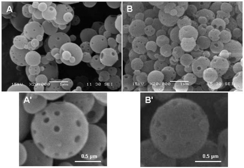 Figure 4. EC–Fe3O4 nanospheres (A, A′) before and (B, B′) after adsorption of QDs. A′ and B′ were the magnified images of A and B, respectively. The concentration of Fe3O4 nanoparticles in the precursor for spray-drying was 1.95 mg/mL. Inlet temperature for spray-drying was 60°C.