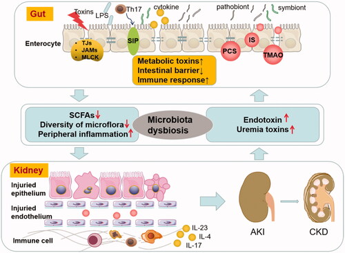 Figure 1. Vicious circle of AKI and intestinal microbiota dysbiosis. AKI profoundly alters enteric microbial compositional disruption, and the kidney can also be the direct target of intestinal microbiota dysbiosis by intestinal barrier disruption and excessive secretion of uremic toxins and triggers immune response. AKI profoundly alters enteric microbial compositional disruption, and the kidney is also the direct target of intestinal microbiota dysbiosis by intestinal barrier disruption and excessive secretion of uremic toxins and triggers immune response. (LPS: lipopolysaccharide; TJs: tight intercellular junctions; JAMs: junctional adhesion molecules; MLCK: myosin light chain kinase; SCFAs: short-chain fatty acids; PCS: p-cresyl sulfate; IS: indoxyl sulfate; TMAO: trimethylamine-N-oxide; AKI: acute kidney injury; CKD: chronic kidney disease).