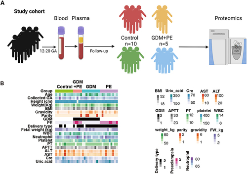 Figure 1 Study design and clinical data. (A) Schematic summary of the study design and patient cohort. Blood was collected from the pregnant cohort at 12–20 weeks of gestational age and then centrifuged for plasma for later usage. Cases with GDM, PE, and GDM+PE and controls were selected for proteomic analysis. (B) The clinical data showed an equal distribution among the groups except for some grouping criteria.