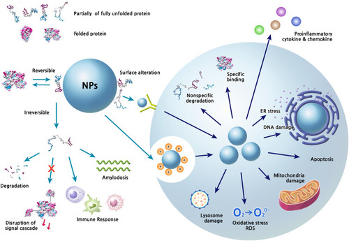 Figure 2 Extracellular and intracellular events caused by the structural changes of corona proteins.Notes: The interaction of NPs with proteins can induce variety of signal modulations and toxic effects in biofluids and in cells. Various physicochemical properties of NP systems basically contribute to the corona formation and structural changes of proteins. The conformational change is a dynamic process and the composition of corona proteins on NPs can be changed according to the surrounding environment. The reversible or irreversible changes of protein structures can perturb the downstream signaling, which may consequently be harmful to the host. The characteristics of corona formation may be expected to be different between extracellular and intracellular spaces. The internalized NPs by various ways such as receptor mediated internalization and endocytosis by charge can produce many toxic situations directly through their own chemical characteristics and/or indirectly through corona formation.Abbreviations: ER, endoplasmic reticulum; ROS, reactive oxygen species.