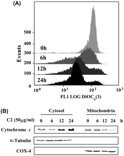 Fig. 5. The ΔΨm loss and cytochrome c release in HL-60 cells treated by C2 fraction.Notes: (A) The ΔΨm loss. HL-60 (1 × 105/2 mL/6-wells plate) cells were treated with 50 μg/mL of C2 fraction for 0, 6, 12, and 24 h. The harvested cells were then incubated with 20 nM of DiOC6(3) for 30 min, followed by flow cytometric analysis as described under the Materials and methods section. (B) Cytochrome c release. HL-60 (7.5 × 105/5 mL/6 cm dish) cells were treated with 50 μg/mL of C2 fraction for 0, 6, 12, and 24 h. The harvested cells were fractionated into cytosolic and mitochondrial fractions as described under the Materials and methods section. Cytochrome c and the compartment-specific cytosolic α-tubulin or mitochondria COX-4 proteins were detected by Western blotting analysis with their respective antibodies.