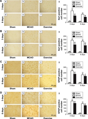 Figure 4 Exercise inhibited the activation of microglial cells and astrocytes.