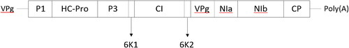 Figure 1. The organisation of PVY viral genome. The boxes represent the genetic regions of PVY encoding the virus proteins: P1, protein 1; HC-Pro, helper component proteinase; P3, the third protein; CI, protein of cylindrical inclusion; 6K1 and 6K2, 6 K proteins; VPg, viral genome-linked protein; NIa, nuclear inclusion protein a; NIb, nuclear inclusion protein b (RNA-dependent-RNA polymerase); CP, coat protein (based on the findings of Riechmann et al. Citation1992; Revers et al. Citation1999).