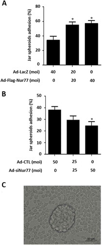 Figure 3. Nur77 facilitates embryo adhesion in vitro. (A) Ishikawa cells were infected with Ad-LacZ and Ad-Flag-Nur77 at MOI of 0, 20 or 40 for 48 h. (B) Ishikawa cells were infected with Ad-CTL and Ad-siNur77 at MOI of 0, 25 or 50. (C) A schematic of Jar spheroid attachment to the Ishikawa cell monolayer. The data represent the results of 3 independent experiments. ANOVA was used to compare the percentage of the attached spheroids in each treatment with that of the control. *p < 0.05 vs. the Ad-LacZ/CTL group.
