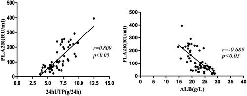 Figure 3. 24-h urinary protein and serum albumin levels and serum anti- PLA2R antibody titers. Serum anti-PLA2R antibody titers showed a positive correlation with 24-h urinary protein levels (p < .05) and a negative correlation with serum albumin levels (p < .05). 24hUTP: 24h urinary protein; ALB: serum albumin.