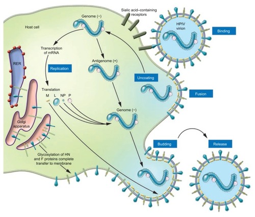 Figure 2 Schematic illustration of the parainfluenza life cycle.© 2005, American Society for Clinical Investigation. Reproduced with permission from Moscona A. Entry of parainfluenza virus into cells as a target for interrupting childhood respiratory disease. J Clin Invest. 2005;115(7):1688–1698.Abbreviation: RER, rough endoplasmic reticulum; HPIV, human parainfluenza virus; L, large RNA polymerase protein; M, matrix protein; NP, nucleocapsid protein; P, phosphoprotein.