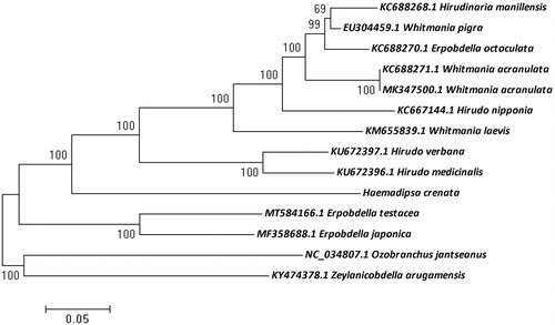 Figure 1. Phylogenetic tree of of H. crenata with other leeches using maximum likelihood (ML) method. The MEGA 7 software was used with bootstrap of 1000 bootstrap replicates.