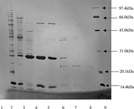 Figure 2 SDS-PAGE assay of lipases/esterases from NK13 strain. SDS-PAGE lanes: 1, crude enzymes; 2, active fraction from hydrophobic interaction chromatography; 3,4,5,6,7,8 correspond to fraction tube 10,11,12,13,14,15 from gel filtration, respectively; 9, molecular weight standards.