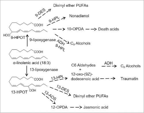 Figure 1. 9-Lipoxygenase and 13-lipoxygenase oxygenate α-linolenic acid at different positions to produce (10E,12Z)-9-Hydroperoxy-10,12,15-octadecatrienoic acid (9-HPOT and (10E,12Z)-13-hydroperoxy-10,12,15-octadecatrienoic acid (13-HPOT), respectively. 9-HPOT and 13-HPOT serve as precursors for differing sets of bioactive plant metabolites. 10-OPDA = 10-oxophytodienoic acid;12-OPDA = 12-oxophytodienoic acid; DES = divinyl ether synthase; AOS = allene oxide synthase; HPL = hydroperoxide lysase. Modified from Schiller et al. (2015).