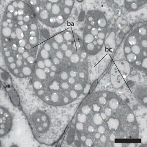 Figure 7.  Paracatenula galateia sp. nov. symbiotic bacteria. TEM section of the trophosome region with several bacteria (ba) localized in a bacteriocyte (bc). Scale bar 2 µm.