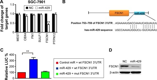 Figure 3 miR-429 directly targets fascin-1 (FSCN1).