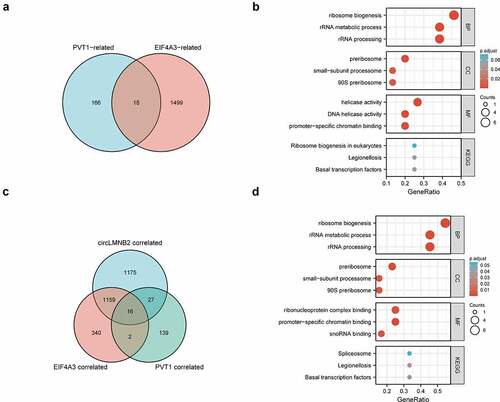 Figure 8. Pathways regulated by PVT1/EIF4A3/LMNB2 in LUAD. (a) The intersection between PVT1-positive-related genes and EIF4A3-positive-related genes in LUAD. (b) The bubble charts showed the enrichment results of the intersection genes of (A) in LUAD including biological processes (BP), cellular components (CC), molecular functions (MF) and KEGG pathway analysis. (c) The intersection among PVT1-positive-related genes, EIF4A3-positive-related genes and LMNB2-positive-related genes in LUAD. (d) The bubble charts showed the enrichment results of the intersection genes of (C) in LUAD including BP, CC, MF and KEGG pathway analysis.