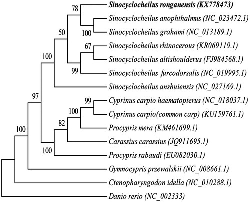 Figure 1. Neighbour-joining phylogenetic tree based on the mitochondrial genome of S. ronganensis and other 13 affinis fishes using MEGA6.06, Danio rerio served as an outgroup species.