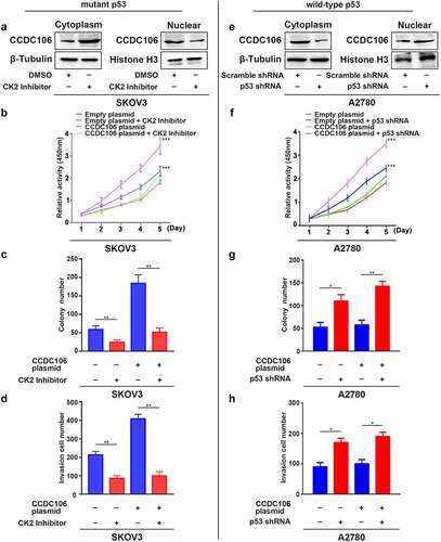 Figure 6. Translocation of CCDC106 to nuclear in mutant p53 and in wild-type p53 ovarian cancer cells. (a, e) Effects of a CK2 kinase inhibitor and p53 shRNA on the subcellular localization of CCDC106 in SKOV3 and A2780 cells, respectively, assessed by nuclear/cytoplasmic fractionation. (b, f) Effects of a CK2 kinase inhibitor and p53 shRNA on the proliferation of SKOV3 and A2780 cells, respectively, assessed by the CCK8 assay. (c, g) Effects of a CK2 kinase inhibitor and p53 shRNA on the proliferation of SKOV3 and A2780 cells, respectively, assessed by colony formation assays. (d, h) Effects of a CK2 kinase inhibitor and p53 shRNA on the invasion of SKOV3 and A2780 cells, respectively, assessed by Transwell migration assays. All experiments were repeated three times. Data represent means ± SD of three independent experiments: *p < 0.05, **p < 0.01, ***p < 0.001.