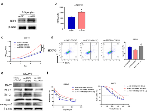 Figure 2. Adipocytes promote OvCa resistance to platinum drugs through paracrine secretion of IGF1.