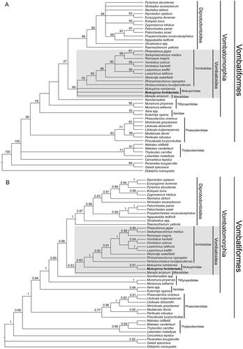 Figure 11. Phylogeny of vombatiforms based on: A, maximum parsimony analysis with numbers at nodes representing bootstrap support values; B, undated Bayesian analysis, presented as a majority rule consensus with numbers at nodes representing Bayesian posterior probabilities.