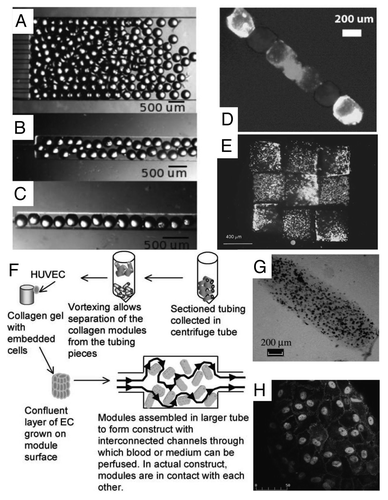 Figure 4 Directed assembly of cell-laden microgels within physical template. (A–D) Templated packing of glass beads (260 µm diameter) in microchannels (A) 2 mm, (B) 500 µm and (C) 250 µm wide. The beads are most ordered when confined to the narrowest channels. Templated assembly of gel modules containing three differently labeled groups of cells (D). (E) Microgel arrangement and assembly by a micromanipulator. Rhodamine (red) and FITC (green) stained cells are encapsulated in separate HA microgels and subsequently arranged in an alternating checkerboard pattern. (F–H) HepG2 cells encapsulated collagen modular units are coated with a confluent layer of endothelial cells and packed inside a perfused chamber (F). The resultant tissue assembly consists of interconnected cellular modules (G–H) which are perfusable and non-coagulative due to endothelialization.