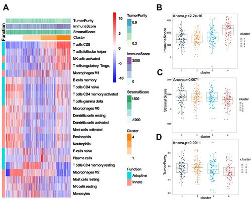 Figure 5 Immune subtyping of KIRC. (A) Heatmap showing immune clusters of KIRC. (B–D) Immune, stromal, and tumor purity scores in the four clusters.