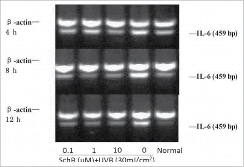 Figure 6. Effect of Schizandrin B on IL-18 expression in HaCaT Cells after UVB-irradiation. Normal: Cells were treated with 0.1% DMSO.