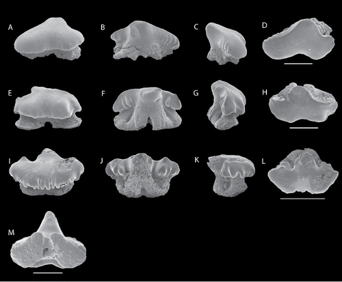 FIGURE 5. SEM images of Meridiogaleus cristatus, gen. et sp. nov., NRM-PZ P16133, A, labial; B, lingual; C, profile; D, occlusal views; NRM-PZ P16134, E, labial; F, lingual; G, profile; H, occlusal views; NRM-PZ P16135, I, labial; J, lingual; K, profile; L, occlusal views; NRM-PZ P16077, M, basal view. All scale bars equal 1 mm.