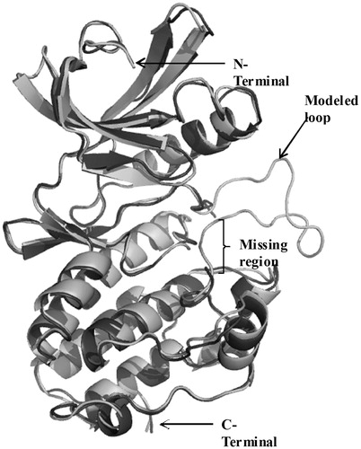 Figure 3. Superposition of the modeled cytosolic domain of PknB on the loop-deficient structure available at the PDB (PDB ID: 1MRU). The modeled loop region, present in between the N-terminal and C-terminal lobe is indicated.