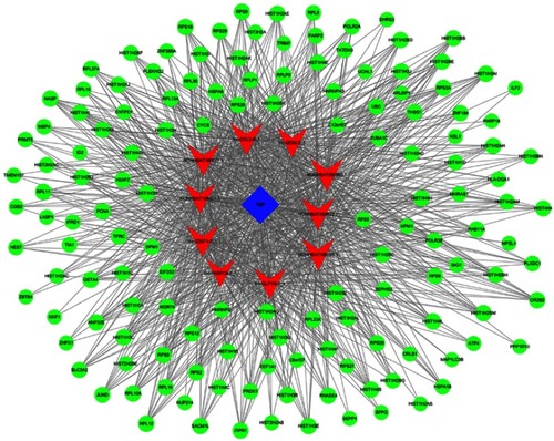 Figure 9 lncRNA-TF-mRNA core network consisting of the 996 pairs of lncRNAs, TFs, and mRNAs with the most relevance. The red nodes represent the lncRNAs, the blue rectangles represent the TFs, and the green circles represent the mRNAs.