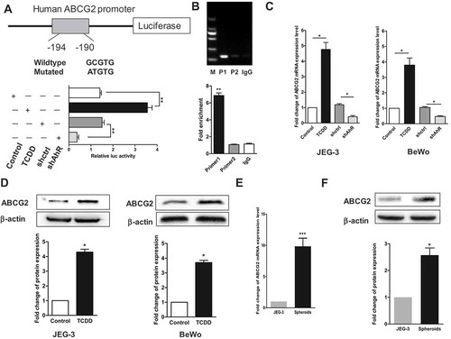 Figure 6. AhR transcriptionally activated ABCG2. (a) AhR-binding sites in ABCG2 promoter were marked with a box. Luciferase reporter assay was performed in JEG-3 cells transfected with shAhR or treated with TCDD and controls. (b) ChIP analysis of AhR binding to the ABCG2 promotor in the JEG-3 cells. qPCR was performed with primer specific to regions around the AhR-binding motifs (P1) and a control region (P2). (c) RT-PCR analysis of the ABCG2 level in JEG-3 cells (left) and BeWo cells (right) with AhR knockdown or activation compared with controls. (d) Western blot analysis results of JEG-3 (left) and BeWo (right) cells with or without AhR activation were shown. (e) RT-PCR analysis of the mRNA expression of ABCG2 in spheroids and JEG-3 cells. (f) Expression of ABCG2 detected in two groups using Western blot analysis was shown. Each bar represents mean ± SD of three independent experiments. *P < 0.05, **P < 0.01, ***P < 0.001.