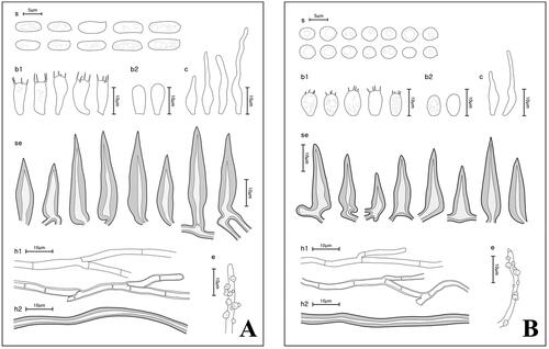 Figure 5. Microscopic morphology of Fuscoporia species. (A) F. ferrea; (B) F. senex (s: basidiospores; b1: basidia; b2: basidioles; c: cystidioles; se: setae; h1: generative hyphae; h2: skeletal hyphae; e: encrusted generative hyphae).