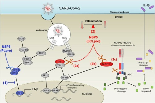Figure 7. PLpro and 3CLpro of SARS-CoV-2 interfere with innate immune response by directly cleaving IRF3, TAB1 and NLRP12. (1) In blue: PLpro (Nsp3) inhibits IFNβ production by cleaving IRF3. (2) in red: 3CLpro could interfere with production of pro-inflammatory cytokines at two levels: cleavage of TAB1 would inhibit activation of NF-κB via TAK1 (2a), while cleavage of NLRP12 could release its inhibitory effect on NF-κB (2b). In addition, the cleavage of NLRP12 by 3CLpro could perturb the NLRP3 inflammasome assembly (2c), especially as one of the cleavage sites would release a PYD domain from NLRP12. This could trigger the cleavage of pro-Caspase-1 and enhance the release of IL-1β.